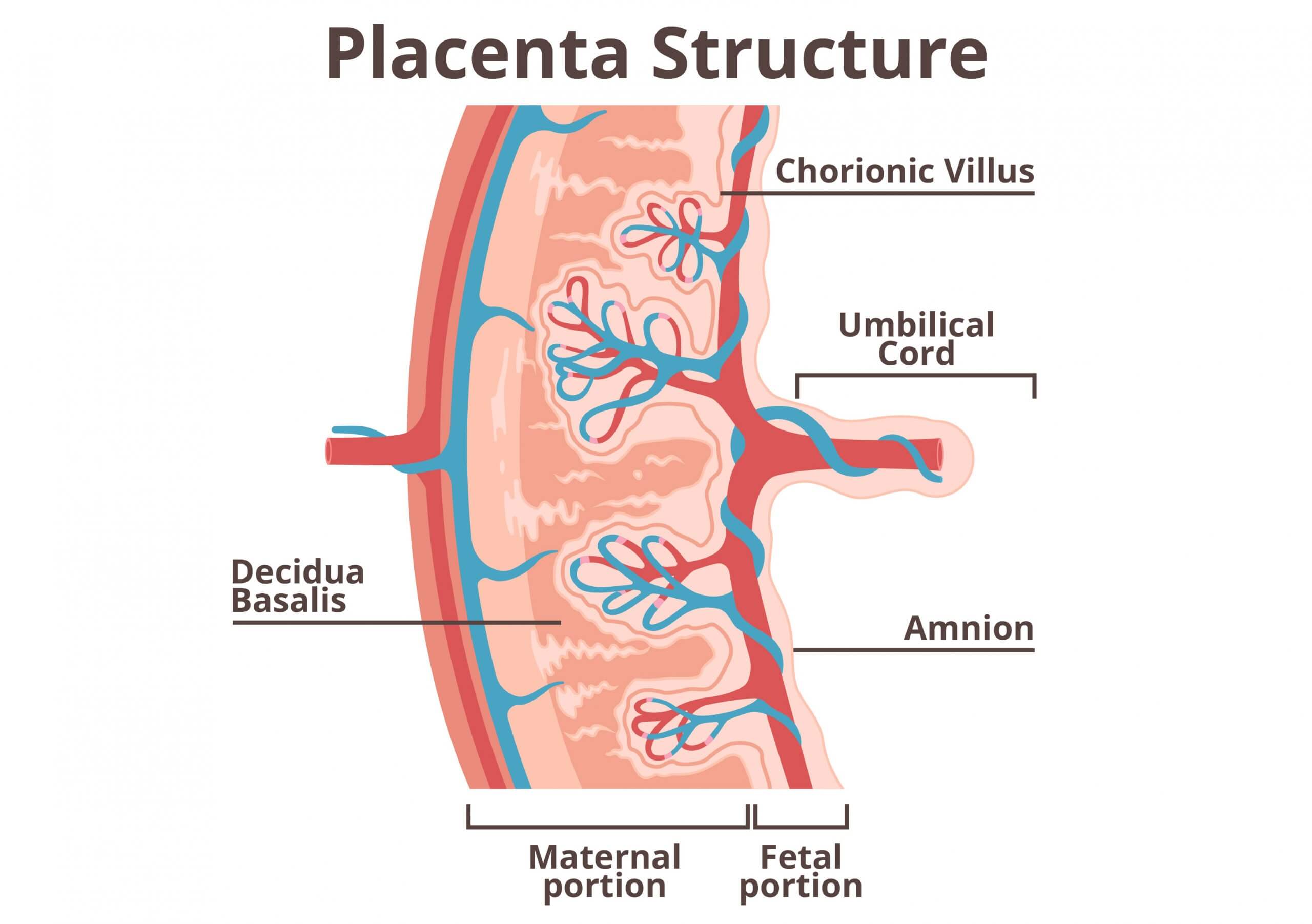 A diagram of the placenta, showing the chorionic villi, the umbilical cord, the amnion, and the decidua basalis. Maternal stem cell banking is the cryopreservation of part of the decidua basalis.
