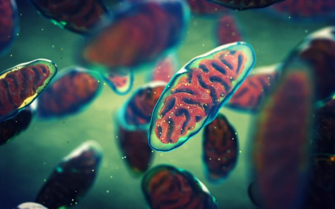 Could Mitochondria Transplantation Roll Back Aging?